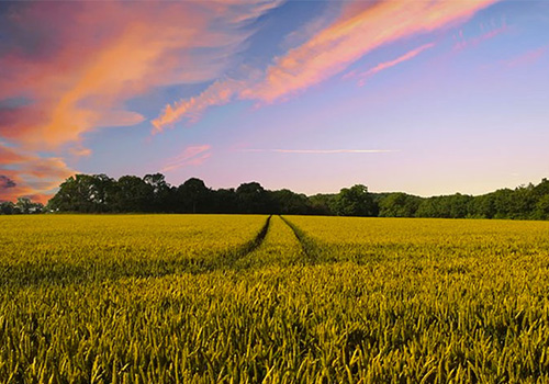 campo
